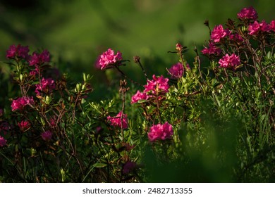 自拍偷区亚洲网友综合图片